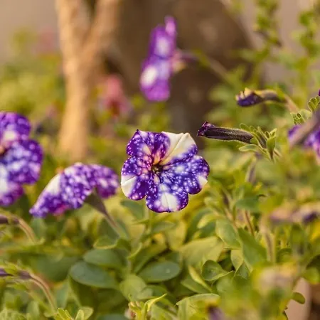 G&m Luxury With Pool شقة خانيا